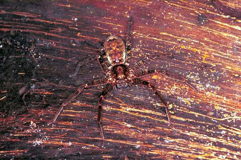 Heteropoda_jugulans_RF0445_O_85_Palmerstone park_Australie.jpg